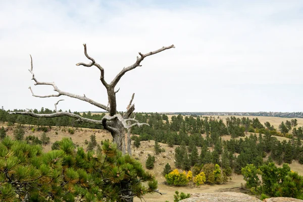 Jesień Wyoming Żywymi Żółtymi Zielonymi Drzewami — Zdjęcie stockowe