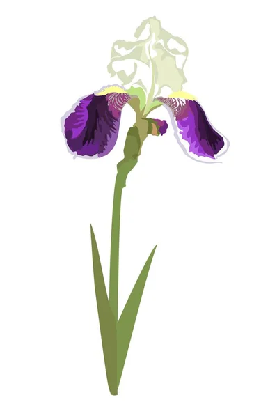 Gros Plan Dessiné Main Profil Fleur Iris Lilas Illustration Vectorielle — Image vectorielle