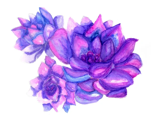 Renkli Etli Bitki Echeveria Elle Çizilmiş Suluboya Resim — Stok fotoğraf