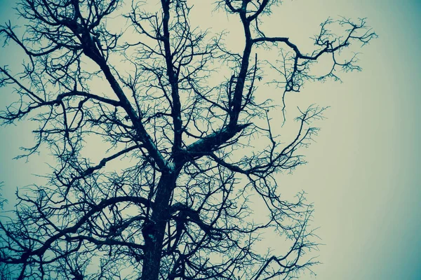 Krokiga Mörka Grenar Vinter Träd Utan Löv Stadsparken Filtreras — Stockfoto