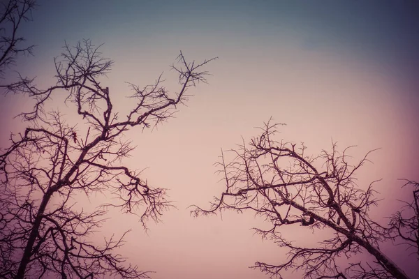 Krzywy Ciemne Gałęzie Drzew Zimy Bez Liści Parku Miejskim Filtrowane — Zdjęcie stockowe