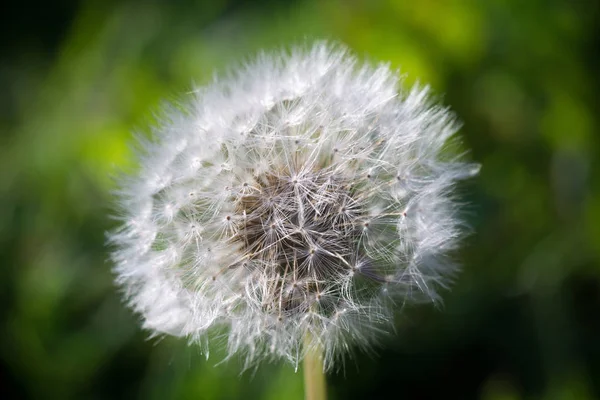 Närbild Mössa Vita Maskros Naturlig Bakgrund — Stockfoto