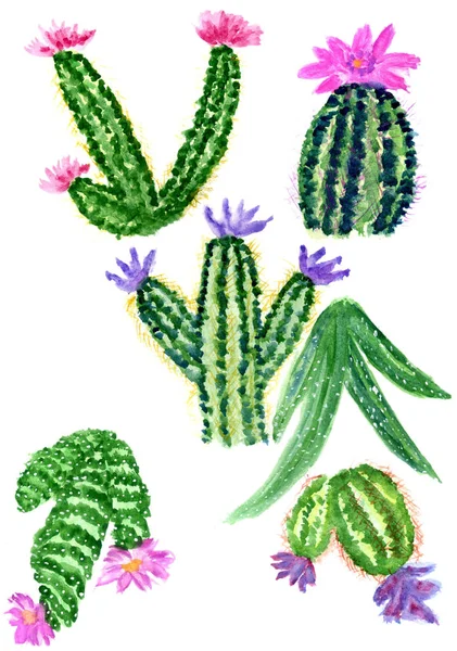 Hand Drawn Watercolor Cactus Succulent Plant Illustration — Stock Photo, Image