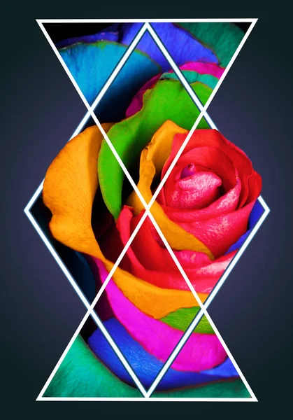 Геометричний Колаж Різнокольоровою Квіткою Троянд Багатокутником Декоративний Фон — стокове фото