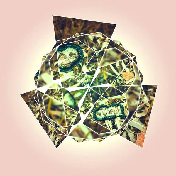 毒キノコと定型化された写真のコラージュ — ストック写真