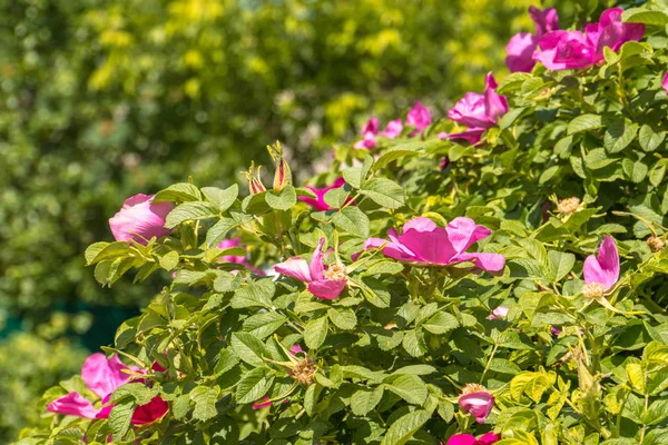 Çalılıkların üzerinde parlak pembe renk çiçek açan briar çiçekler.