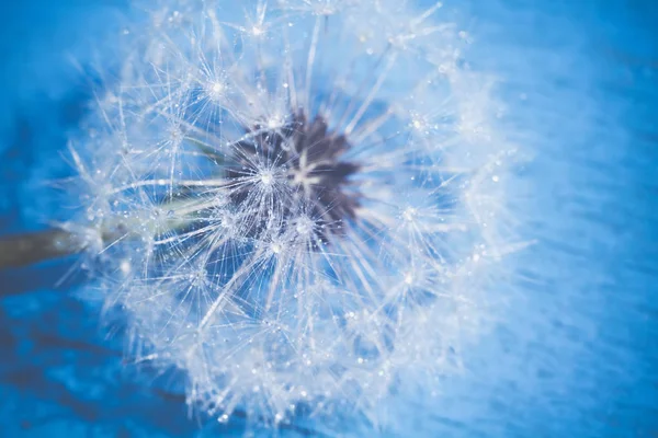 Fotoğraf su ile karahindiba tohumların yakından düşerse, arka plan filtre.