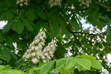 Bahar kestane ağacının beyaz çiçeği.