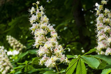 Bahar kestane ağacının beyaz çiçeği.