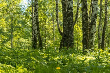 Parlak yeşil ağaçlar ve çalılar, yaz şehir parkında bırakır.