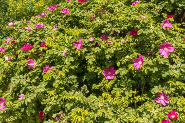 Çalılıkların üzerinde parlak pembe renk çiçek açan briar çiçekler.