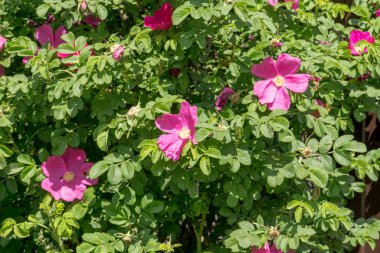 Çalılıkların üzerinde parlak pembe renk çiçek açan briar çiçekler.