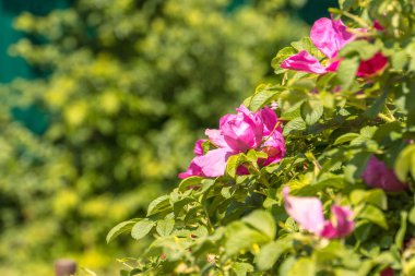 Çalılıkların üzerinde parlak pembe renk çiçek açan briar çiçekler.