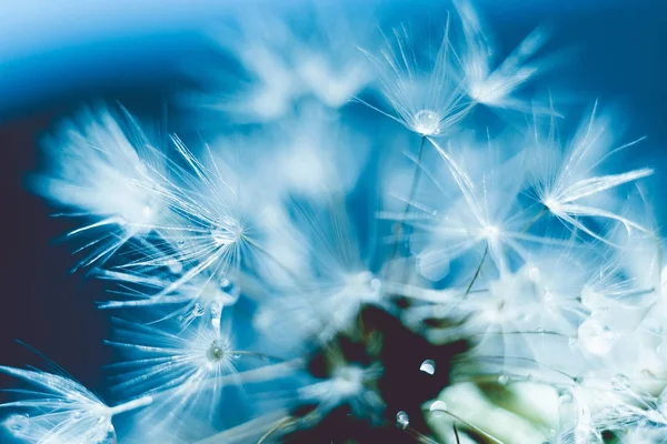 Close Photo Dandelion Seeds Water Drops Filtered Background — Stock Photo, Image