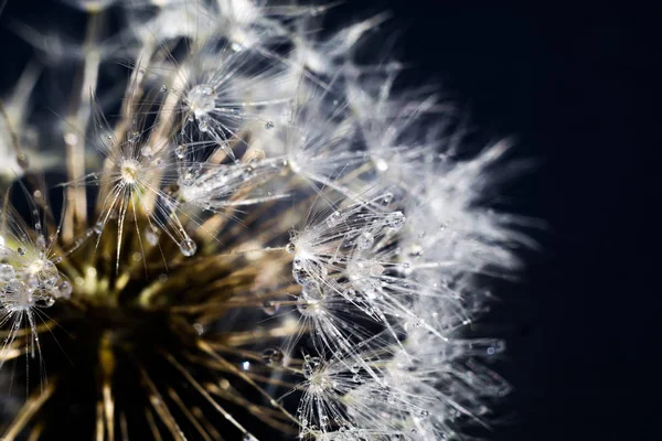 Foto Cerca Semillas Diente León Con Gotas Agua — Foto de Stock