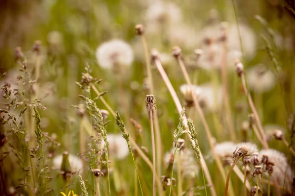 Sommar Vit Maskrosor Fältet Soliga Gräs Retro Bakgrunden — Stockfoto