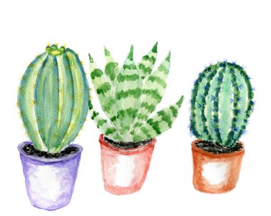 Elle çizilmiş suluboya kaktüs, etli bitki illüstrasyon.