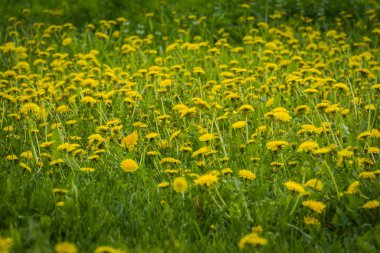 Güneşli yaz çim alan sarı dandelions arka plan ile.