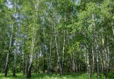 Parlak yeşil ağaçlar ve çalılar, yaz şehir parkında bırakır.