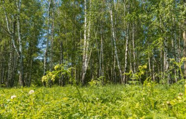 Parlak yeşil ağaçlar ve çalılar, yaz şehir parkında bırakır.
