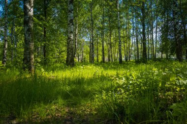 Parlak yeşil ağaçlar ve çalılar, yaz şehir parkında bırakır.