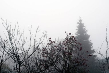Karanlık ağır sis ve uzak ağaçlar, sonbahar kırsal manzara.