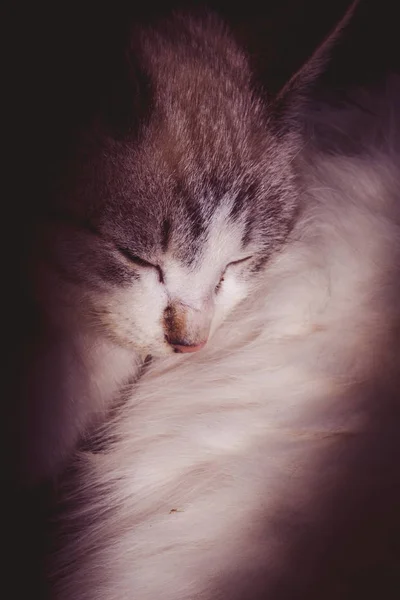 かわいい小さなシャム クロス背景上すぐの子猫 — ストック写真
