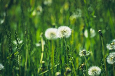Yaz beyaz dandelions güneşli çim alandaki retro arka plan.