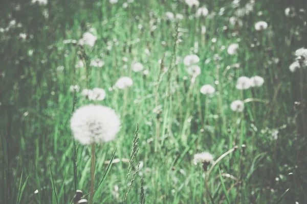 Летние Белые Одуванчики Солнечном Травяном Поле Ретро Фон — стоковое фото