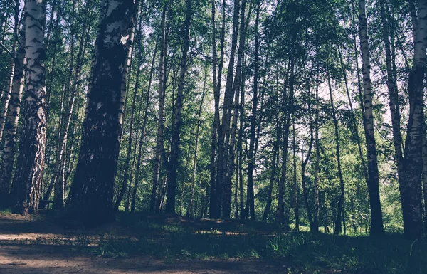 Ağaçlar ve çalılar, parlak yeşil yaprakları yaz filtre Şehir Parkı.