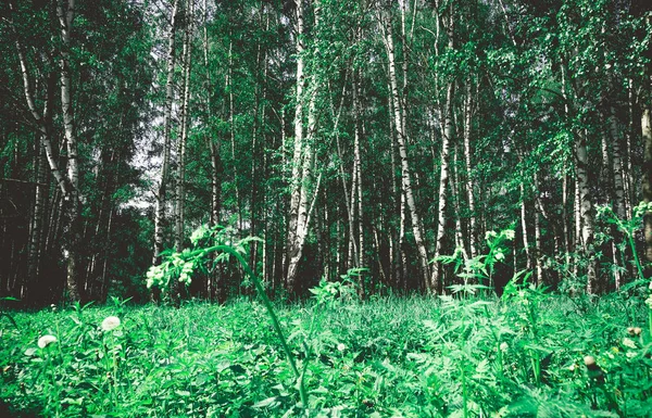 Folhas Verdes Brilhantes Árvores Arbustos Verão Parque Cidade Filtrado — Fotografia de Stock