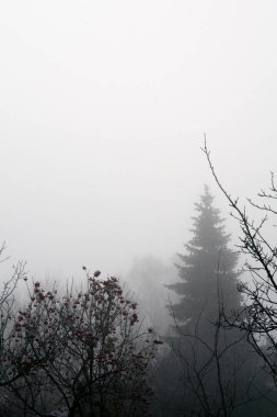 Karanlık ağır sis ve uzak ağaçlar, sonbahar kırsal manzara.