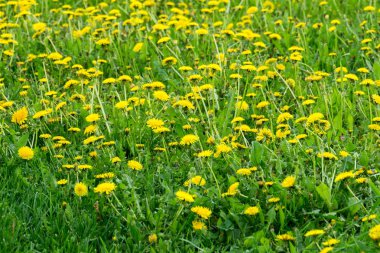 Güneşli yaz çim alan sarı dandelions arka plan ile.