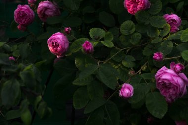 Pembe renkli dekoratif Sarmaşık Gülleri yakın çekim.