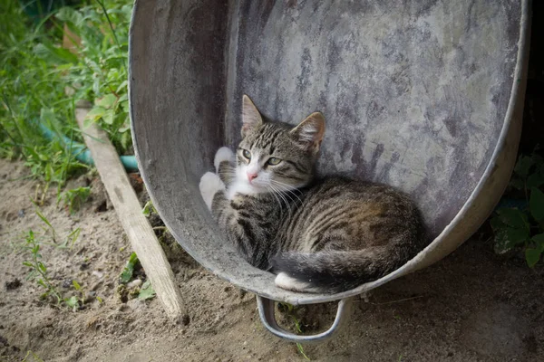 Cute Tabby Cat Old Metal Basin Rural Scene — Stock Photo, Image