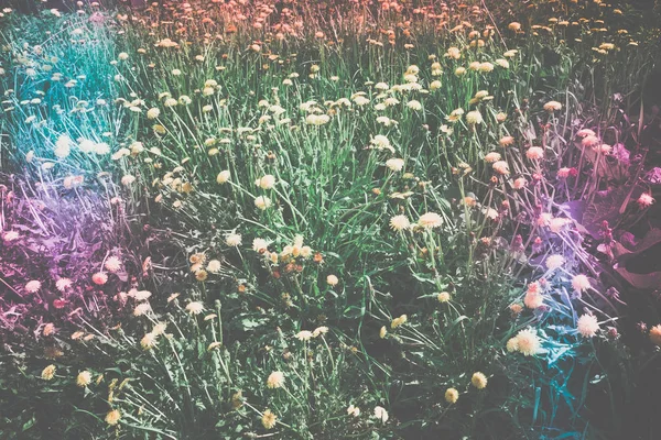 Sonniger Sommer Gras Feld Mit Gelben Löwenzahn Gefilterten Hintergrund — Stockfoto
