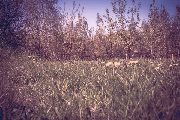 Sonniger Sommer Gras Feld Mit Gelben Löwenzahn Gefilterten Hintergrund — Stockfoto