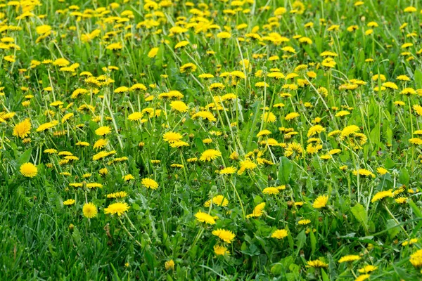 Sonniger Sommer Gras Feld Mit Gelben Löwenzahn Hintergrund — Stockfoto