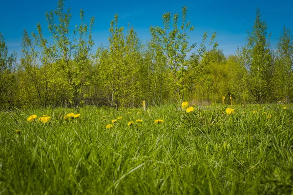 Słoneczne Lato Pole Trawa Tło Żółty Mniszek Lekarski — Zdjęcie stockowe