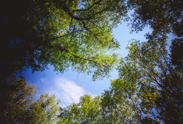 Leuchtend Grüne Blätter Bäumen Und Sträuchern Sommer Stadtpark Gefiltert — Stockfoto