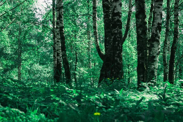 Hojas Verdes Brillantes Árboles Arbustos Verano Parque Ciudad Filtrado — Foto de Stock