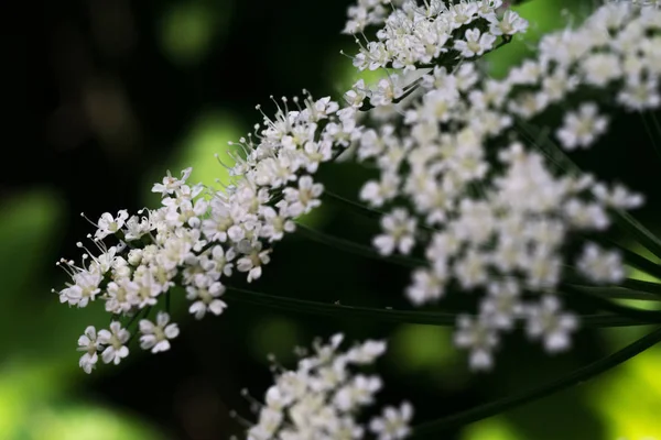 庭の花は白い小さな花の写真を閉じる — ストック写真