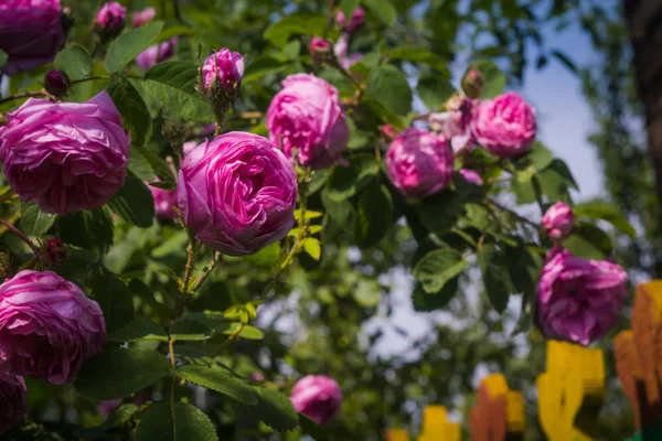 Rosas Trepadoras Decorativas Color Rosa Cerca — Foto de Stock