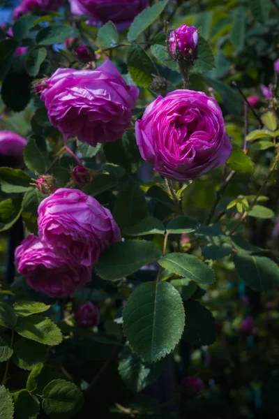 Dekorativa Klätterrosor Rosa Färg Närbild — Stockfoto