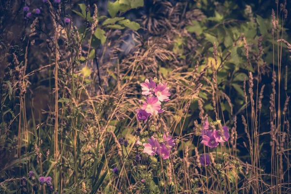 绿草盛开的紫色花朵过滤背景 — 图库照片