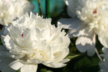 Beyaz renk çiçek Bahçe dekoratif Şakayık Çiçeği.