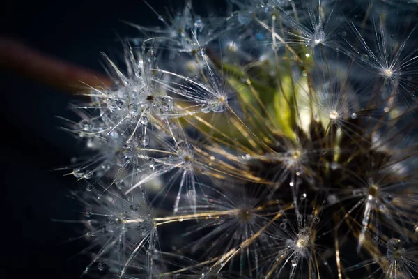 Foto Cerca Semillas Diente León Con Gotas Agua — Foto de Stock