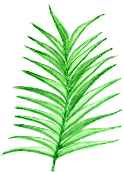 Ozdobny Duży Zielony Tropikalne Liście Akwarela Ilustracja — Zdjęcie stockowe