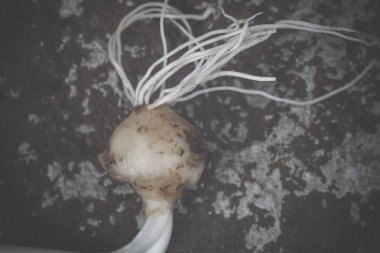 Taze olgunlaşmış küçük beyaz soğan, rustik arka plan.