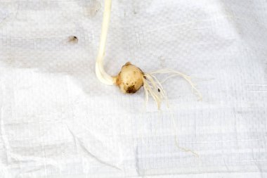 Taze olgunlaşmış küçük beyaz soğan, rustik arka plan.